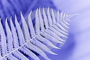 Beautiful view of the fern plant in monochrome color. The color of 2022. Very Bery Color