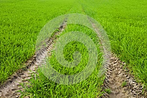 Beautiful view of field with car pathway and green grass