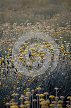 Beautiful view of a field of everlasting flowers in Istria, Croatia