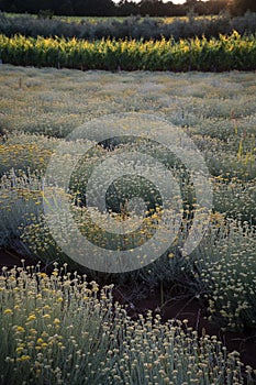 Beautiful view of a field of everlasting flowers in Istria, Croatia