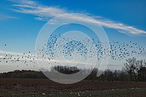 Beautiful view of a field and a flock of birds flying in the sky in Plancenoit, Belgium