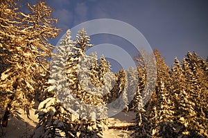 Beautiful view of fir trees on winter mountain slope covered with snow in Alps during sunrise. Background of blue sky