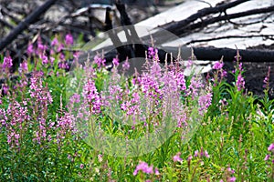 A beautiful view of fireweed growing after a forest fire