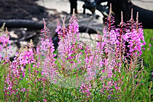 A beautiful view of fireweed growing after a forest fire