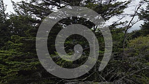 Beautiful view of a flock of pigeons sitting on a tree in an evergreen forest