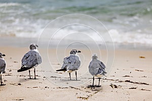 Beautiful view of flock of seagulls on sandy beach of Miami Beach with blurred background of Atlantic Ocean