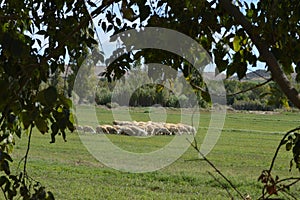 Beautiful view of a flock of sheep grazing in a meadow on a sunny day