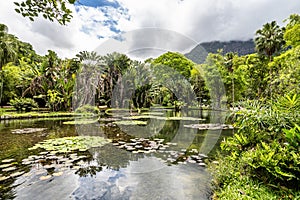 Beautiful view of the flora in the Botanical Garden, Jardim Botanico of Rio de Janeiro, Brazil