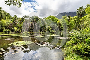 Beautiful view of the flora in the Botanical Garden, Jardim Botanico of Rio de Janeiro, Brazil photo