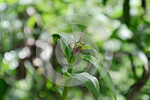 Beautiful view of flower buds of a Dendrobium Lucian Pink Orchid plant twig tip