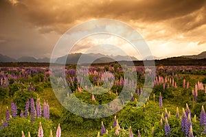 Beautiful view of flower garden, South Island, New Zealand