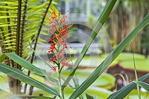 Beautiful view of flowers Hedychium coccineum  plant in ginger family Zingiberaceae.