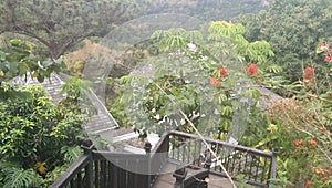 Beautiful view of flowers, trees in the surrounding in kingston