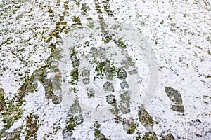 Beautiful view of footprints on winter green grass under snow.