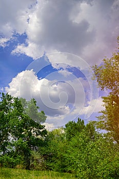 Beautiful view in the forest. glade. trees, green grass, blue clouds. nature wallpaper. spring, summer, sun warmth