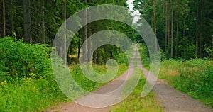 Beautiful view of forest with green coniferous trees on a summer day. Majestic nature landscape. Forest life. Path among