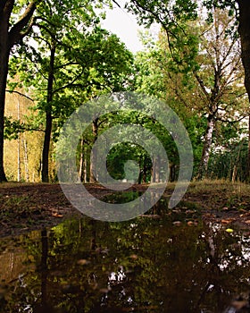 Beautiful view of the forest from a sloppy ground.