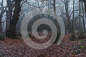 Beautiful view of a forest with trees on a misty weather, Epping Forest, North East London