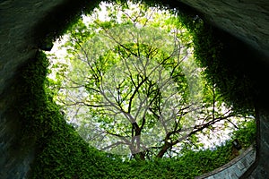 Beautiful View of Fort Canning Park Tree Tunnel in Summer