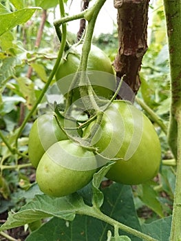 Beautiful view of fresh green Yasmin hybrid tomato fruit in garden