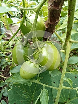 Beautiful view of fresh green Yasmin hybrid tomato fruit in garden