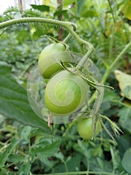 Beautiful view of fresh green Yasmin hybrid tomatoes in garden taken from a side angle