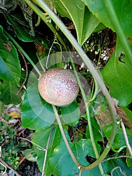 Beautiful view of fresh passion fruit