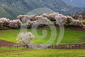 Beautiful view of the Galang village in Bomi county, Tibet