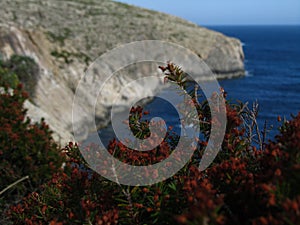 Beautiful view of garigue vegetation growing on coastal limestone cliffs in Maltese Islands
