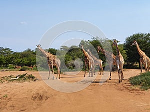 Beautiful view of Giraffes in Kruger National Park South Africa