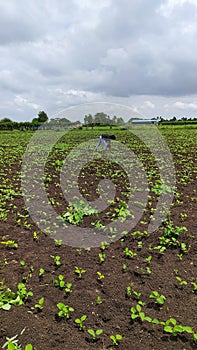 Beautiful view of girl working in cloudy sky and farm