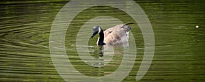 Beautiful view of a goose on a pond with water on it