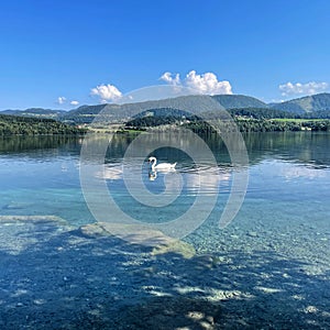 Beautiful view of a graceful swan floating in Velenje lake