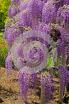 Beautiful view of Great purple pink wisteria blossom tree, Ashikaga, Tochigi,  Japan