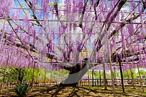 Beautiful view of Great purple pink wisteria blossom tree, Ashikaga, Tochigi,  Japan