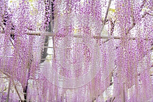 Beautiful view of Great purple pink wisteria blossom tree, Ashikaga, Tochigi,  Japan