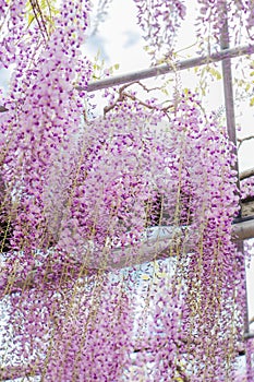 Beautiful view of Great purple pink wisteria blossom tree, Ashikaga, Tochigi,  Japan