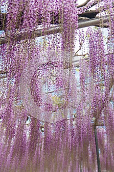 Beautiful view of Great purple pink wisteria blossom tree, Ashikaga, Tochigi,  Japan