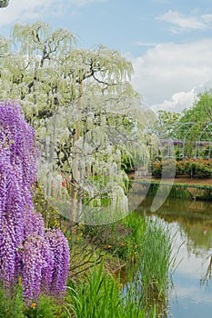 Beautiful view of Great purple pink wisteria blossom tree, Ashikaga, Tochigi,  Japan