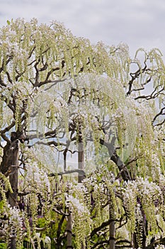 Beautiful view of Great purple pink wisteria blossom tree, Ashikaga, Tochigi,  Japan