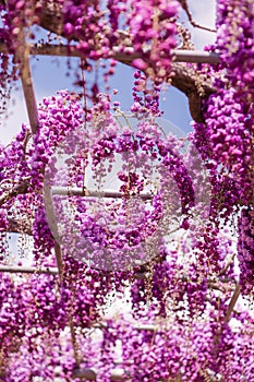 Beautiful view of Great purple pink wisteria blossom tree, Ashikaga, Tochigi,  Japan