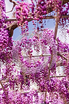 Beautiful view of Great purple pink wisteria blossom tree, Ashikaga, Tochigi,  Japan