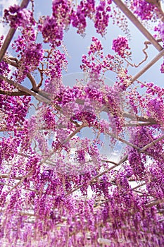 Beautiful view of Great purple pink wisteria blossom tree, Ashikaga, Tochigi,  Japan