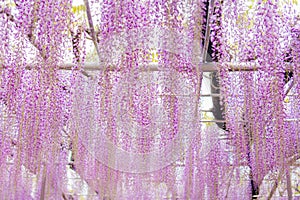 Beautiful view of Great purple pink wisteria blossom tree, Ashikaga, Tochigi,  Japan