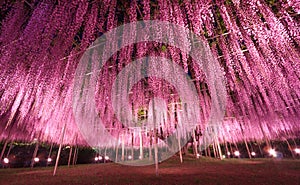 Beautiful view of Great purple pink wisteria trellis at night at Ashikaga Flower Park, Japan. Nature Travel, Natural Beauty concep