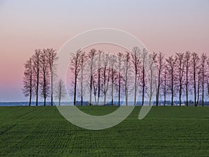 Pink sunset sky with trees in background