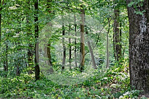 Beautiful view of a green forest in Novi Sad, Serbia