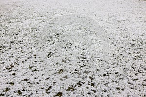 Beautiful view of green lawn under fallen snow on winter day.