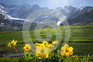 Beautiful view on green meadow with yellow flowers on foreground next to mountain on sunny clear summer day in Svaneti, Georgia