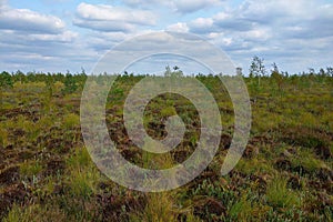 Beautiful view of green plants growing in swamp land under blue cloudy sky